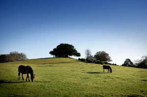 The New Forest - Boltons Bench